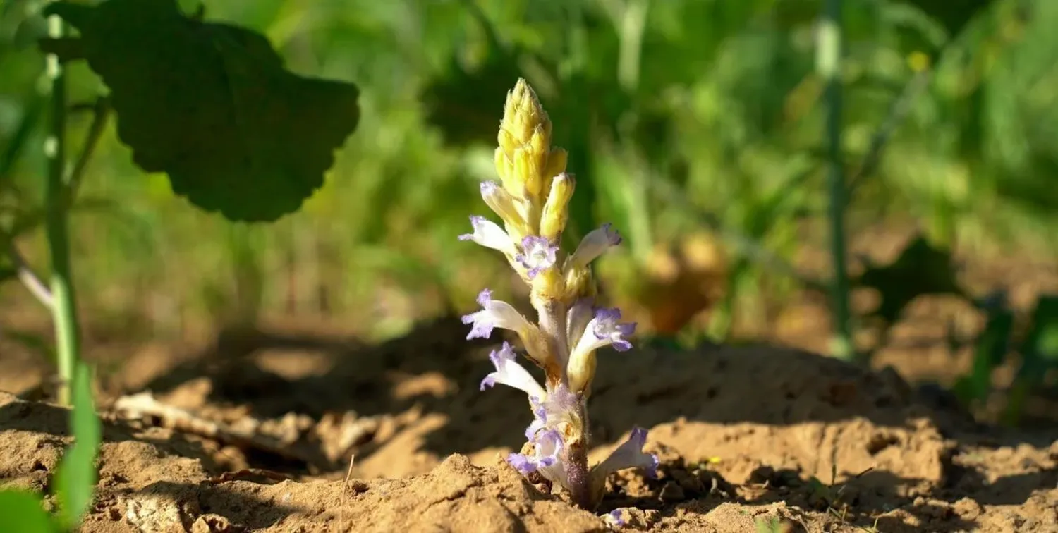 Girasoles en peligro ante la cercanía de Orobanche cumana