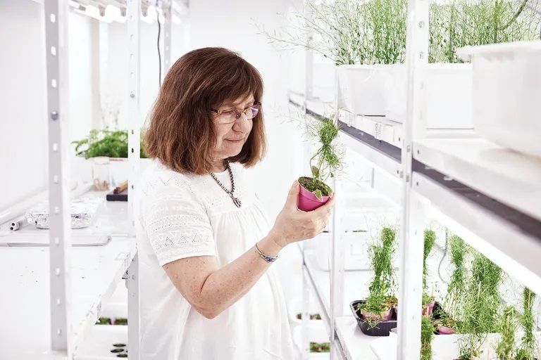 Trigo HB4, tecnología y ciencia matan relato