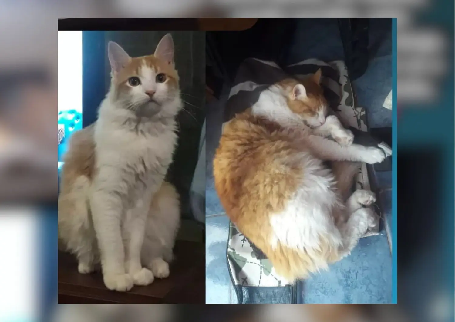 Gato perdido: buscan a Meme