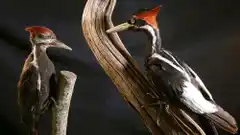 Estados Unidos declara la extinción de 23 especies animales