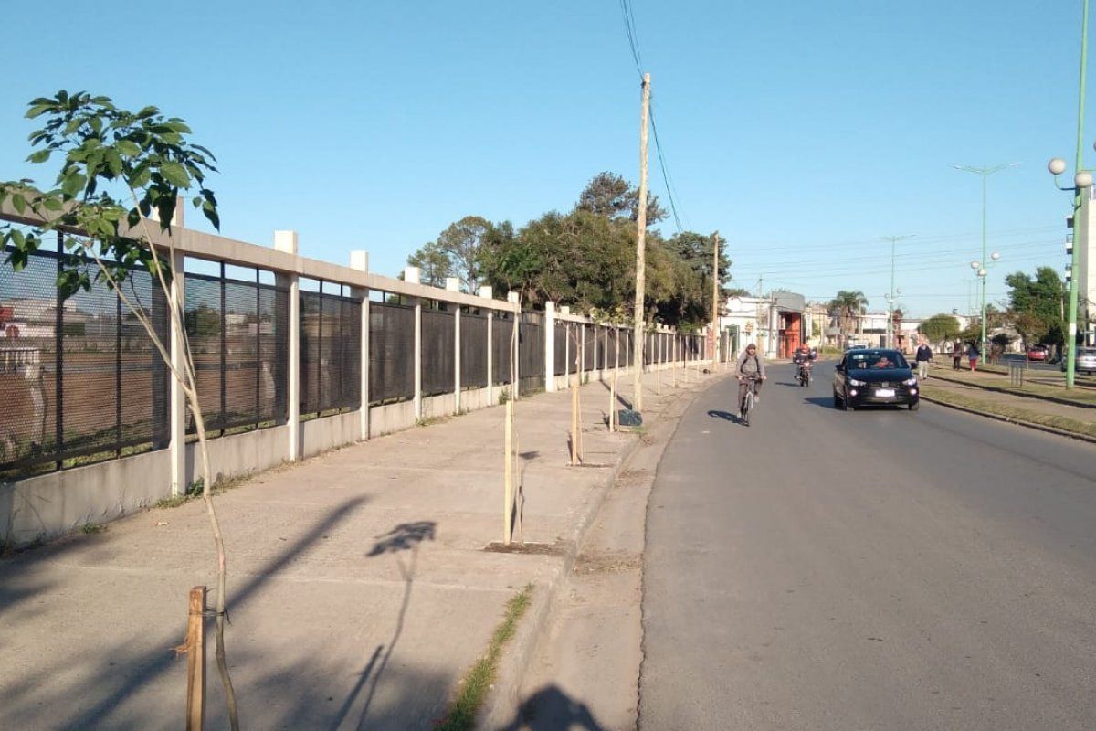 Plantaron lapachos rosados en la vereda del Hipódromo