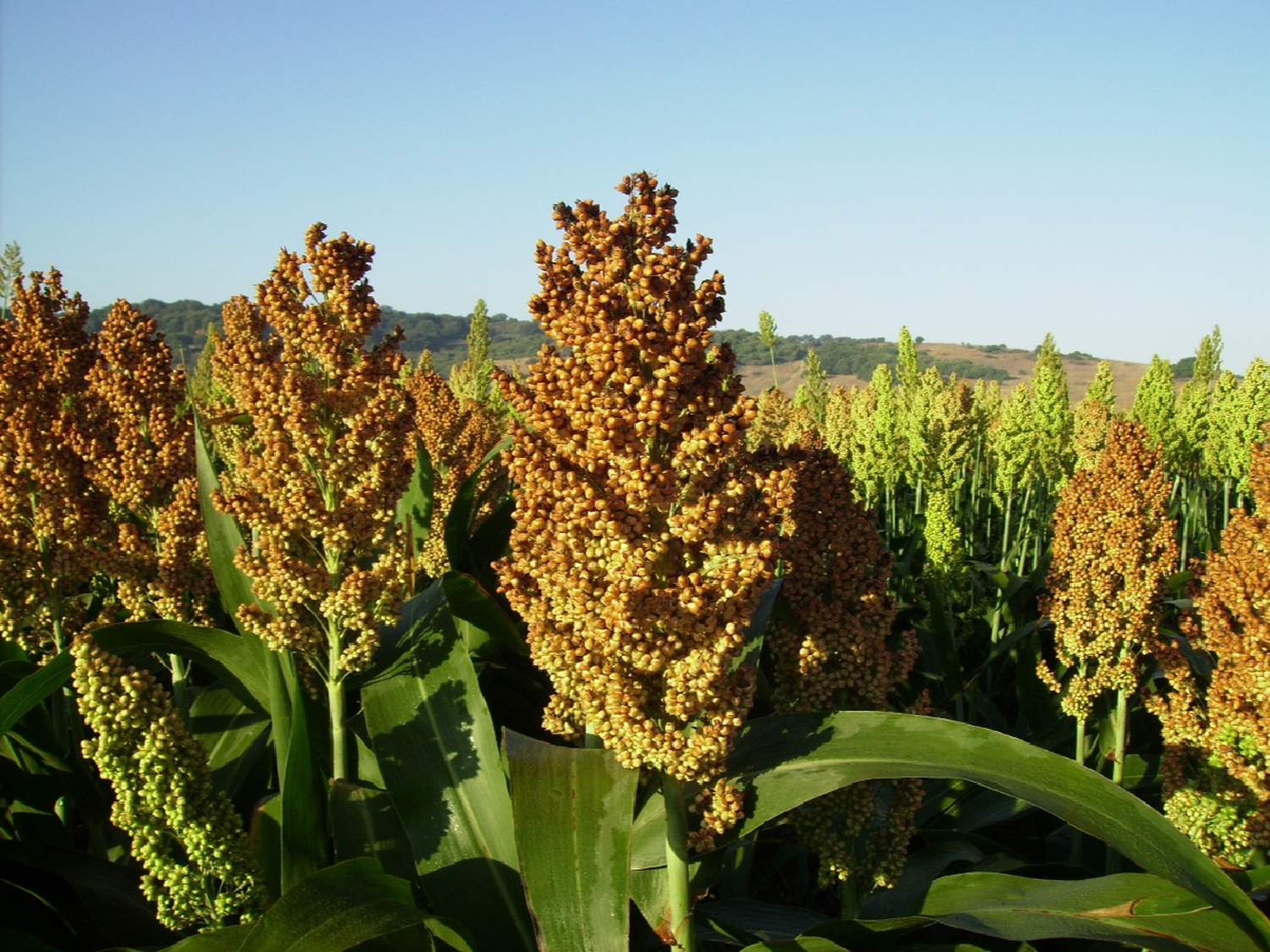 Córdoba duplicó la producción de sorgo    