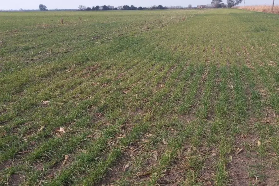 Actualidad en el campo: las lluvias pronosticadas no se concretaron y se visualizan síntomas de déficit hídrico en el trigo