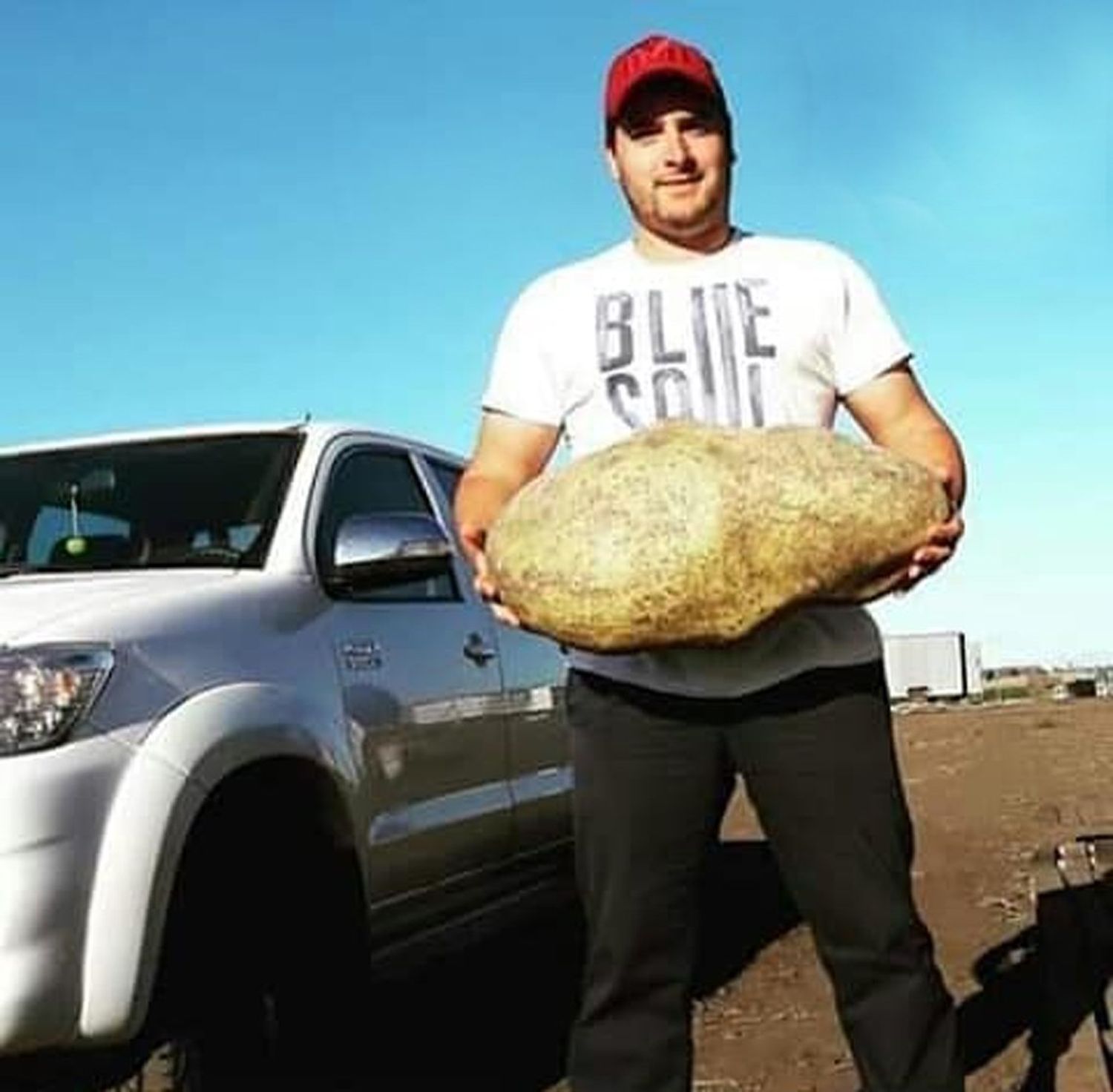 Cosecharon una papa gigante cerca de Tandil