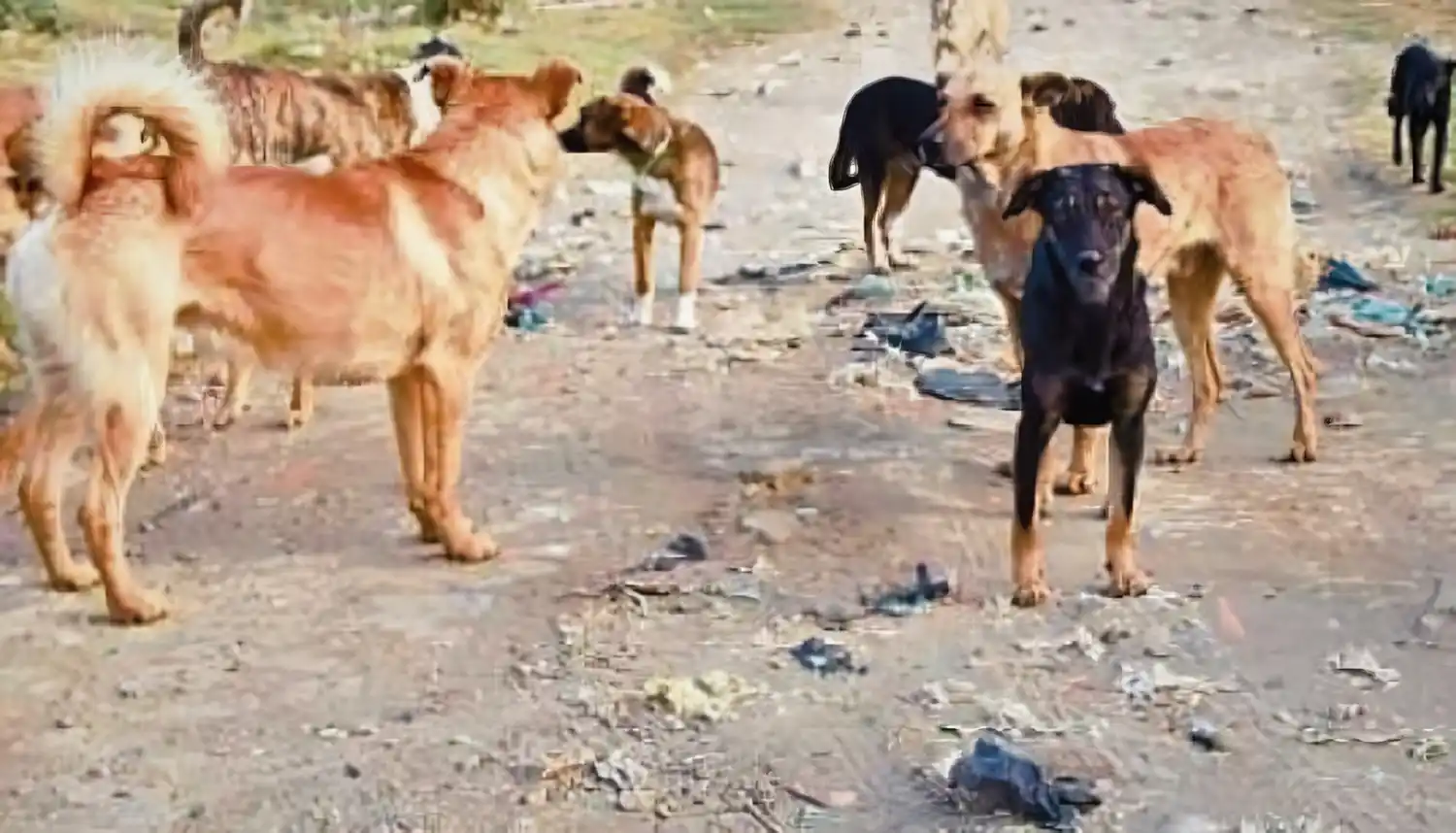 Las guardias veterinarias en el debate de los profesionales.