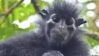 Un ejemplar de Colobus congoensis, la nueva especie descubierta en el Parque Nacional de Lomami, República Democrática del Congo.