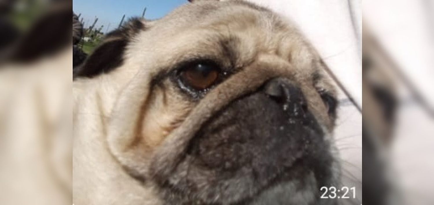 Olga busca a su perro Bulldog
