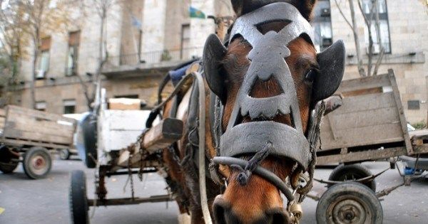 San Vicente: Proponen eliminar los carros con tracción a sangre