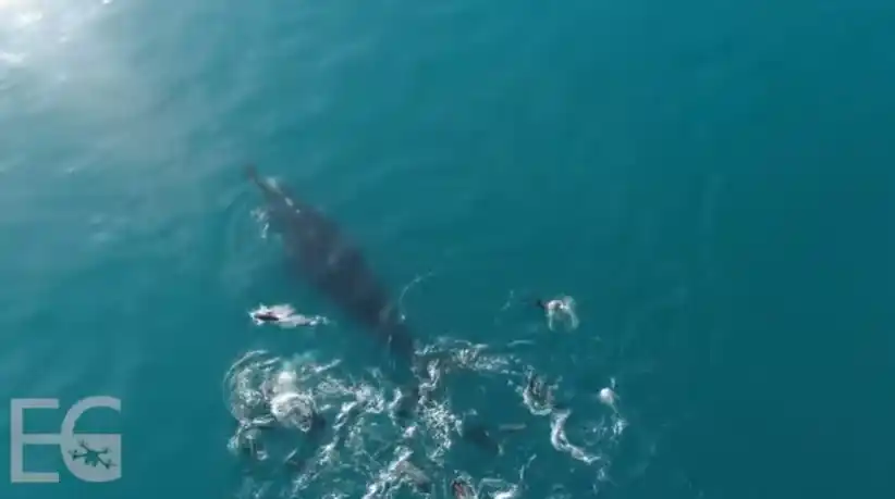 Hermoso momento: Ballenas pasaron por la costa de Necochea en su migración hacia Puerto Madryn