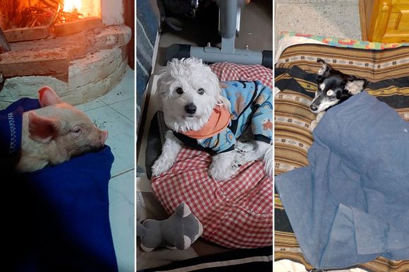 Mitos y verdades sobre el cuidado de las mascotas en invierno: ¿hay que cortarles el pelo? ¿tienen que usar poncho?