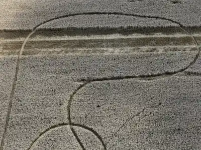 Misterio por extrañas figuras en campos sembrados con trigo