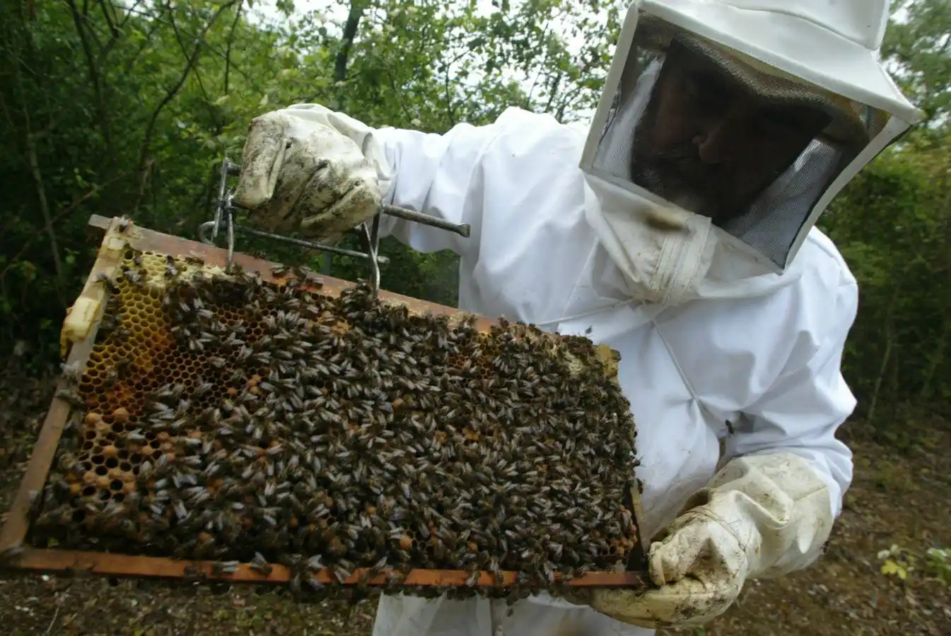 Apicultura: Primer encuentro nacional de criadores de material vivo seleccionado