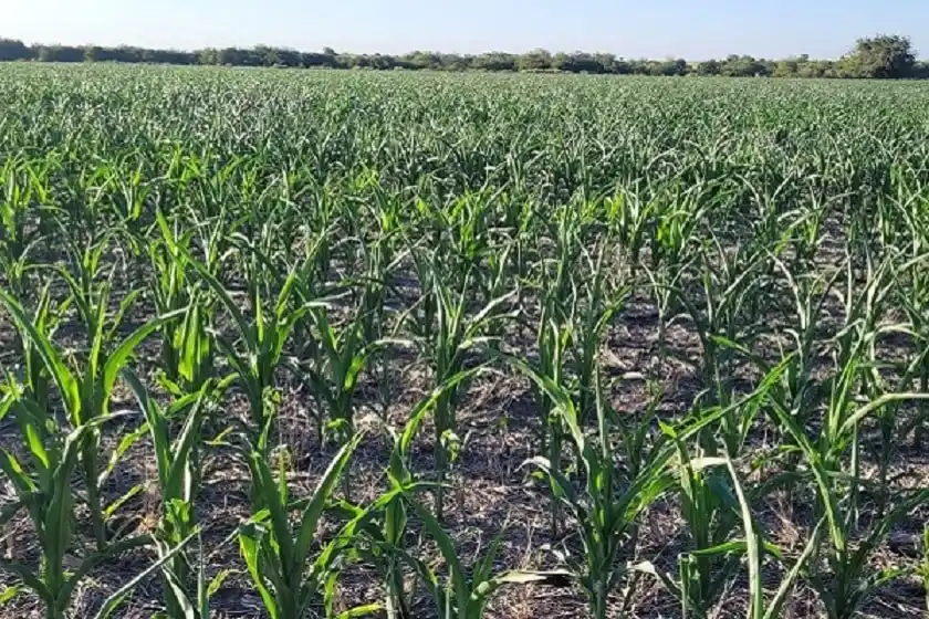 Las precipitaciones mejoraron la situación de sequía en gran parte de Entre Ríos