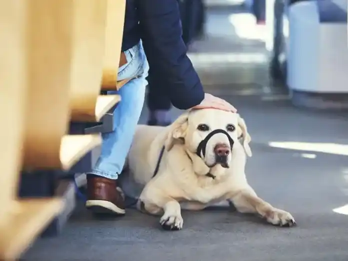 El Gobierno autorizó viajar con mascotas en trenes y micros de larga distancia: cuáles son los requisitos