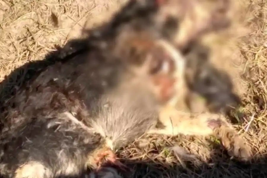 Gran preocupación en Pilar por la aparición de varios perros mutilados