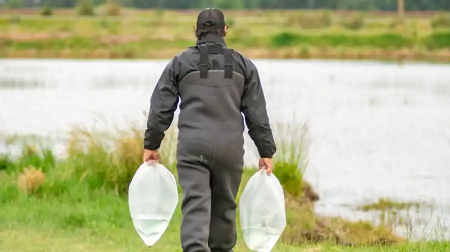 La Estación Hidrobiológica de Chascomús, clave en la recuperación del pejerrey en lagunas bonaerenses