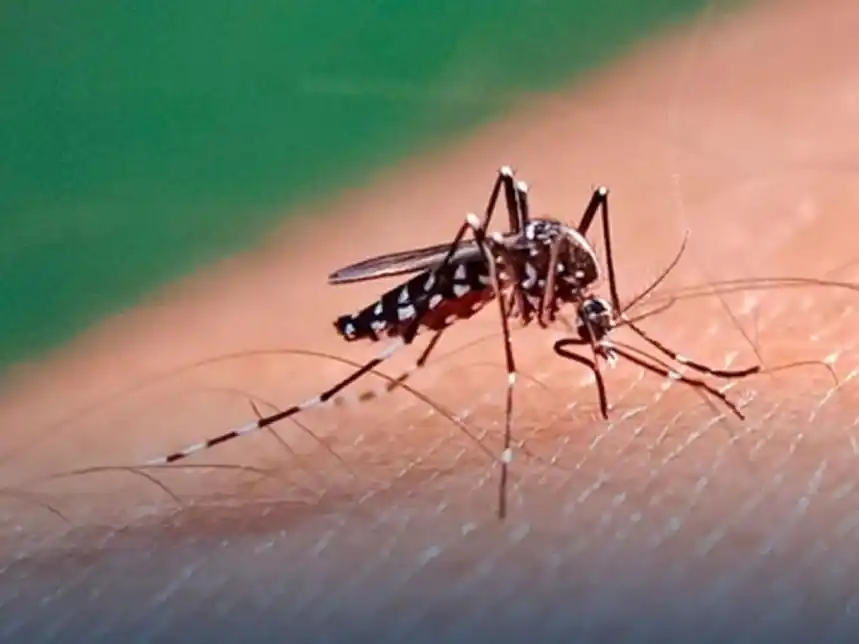 Luego de confirmar que aún no se detectaron casos nuevos, la titular de Salud Pública explicó que "estamos todavía en lo que se llama período interbrote". Crédito: Archivo Mirador Provincial.