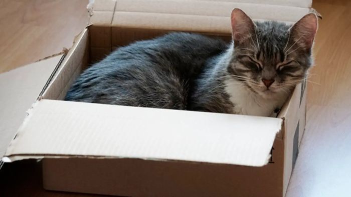 gato en caja - 1