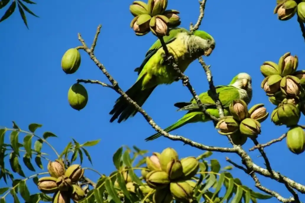 Larroque: productores de pecán alertan por ataques de loros y advierten pérdidas casi totales