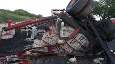Un camión que transportaba pollos hacia Gualeguay volcó y desparramó su carga en la ruta 20