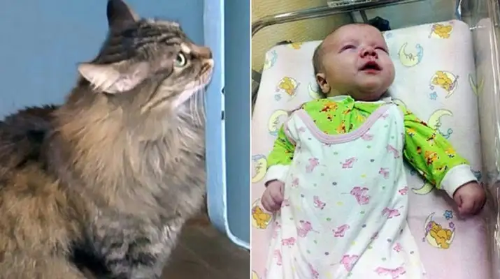  Conocé la historia de la gata heroína que le salvó la vida a un bebé abandonado