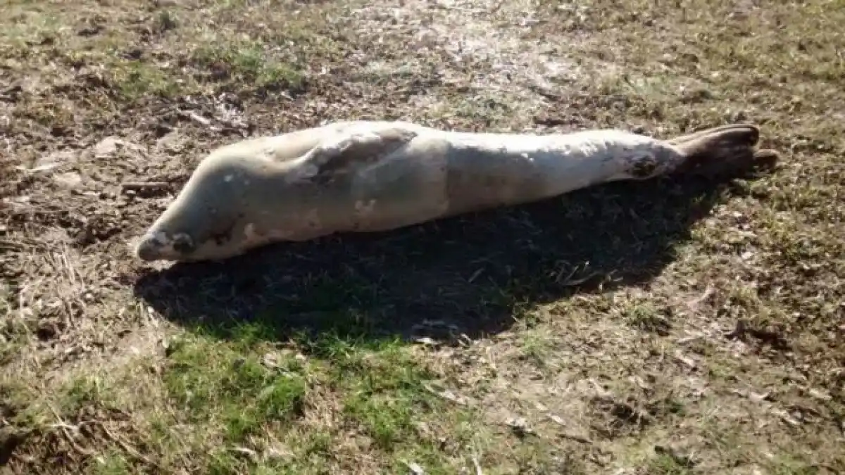 Esta es la foca que hallaron nadando en el río Paranacito