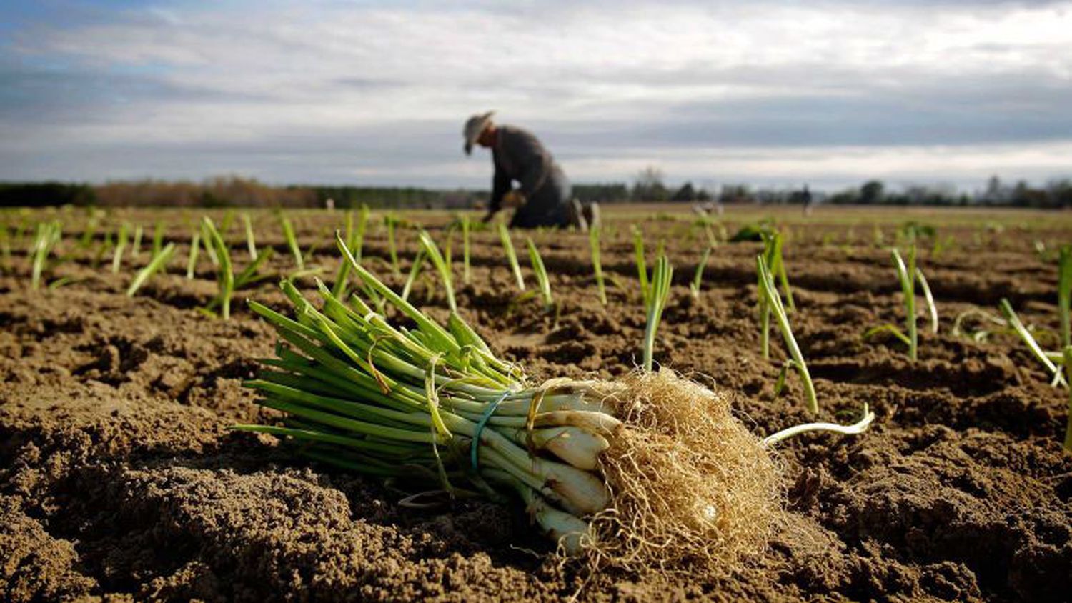 Actualizan el monotributo social agropecuario