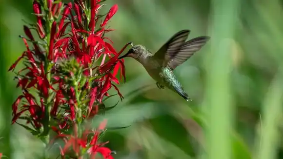 ¿Qué indica la presencia de un colibrí en tu jardín según el Feng Shui?