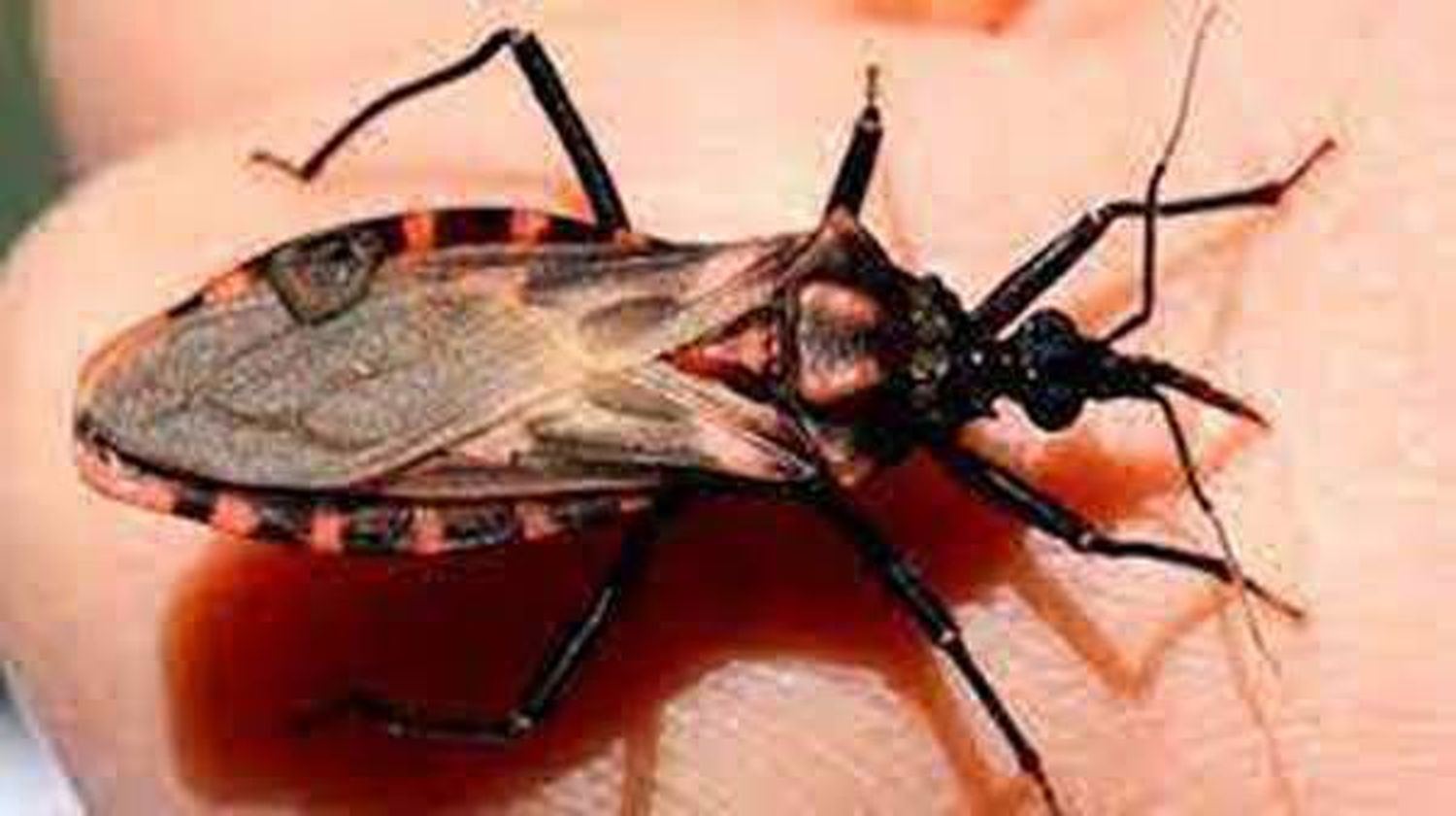 Reglamentaron la Ley de Chagas