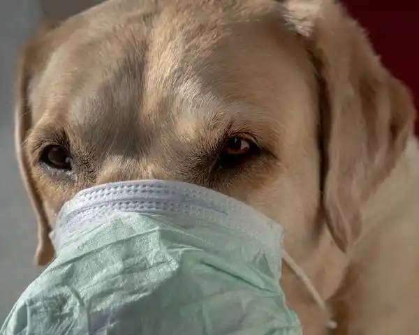 ¿Las mascotas transmiten el Covid-19?: la palabra de un veterinario de la ciudad 