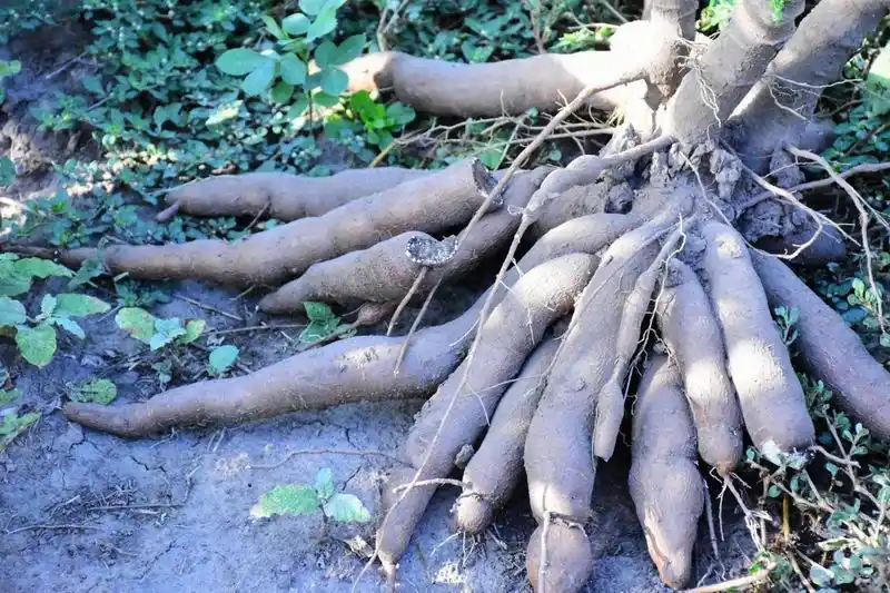 Destacan la diversidad productiva de Formosa: 
“Tiene muchos cultivos y diferentes calidades de suelo”