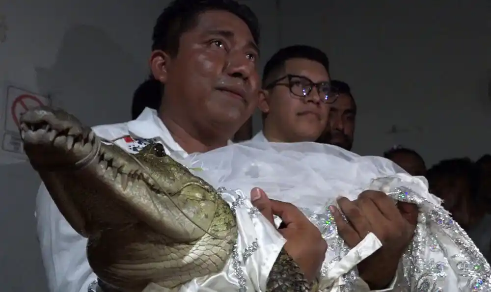 ¡INSÓLITO! Alcalde mexicano contrae matrimonio con un caimán en “ritual ancestral”