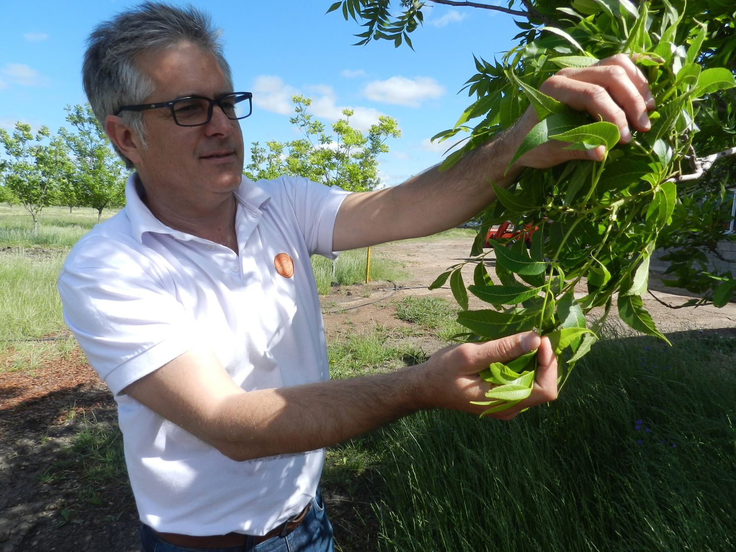 Juan Callegari exhibe el desarrollo del árbol pecán como una gran oportunidad de futuro.