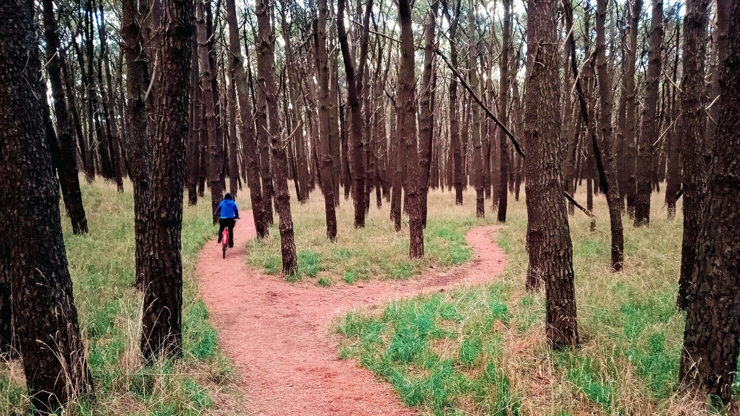 Poda y reforestación. Ha sido uno de los cuestionamientos a lo largo del tiempo