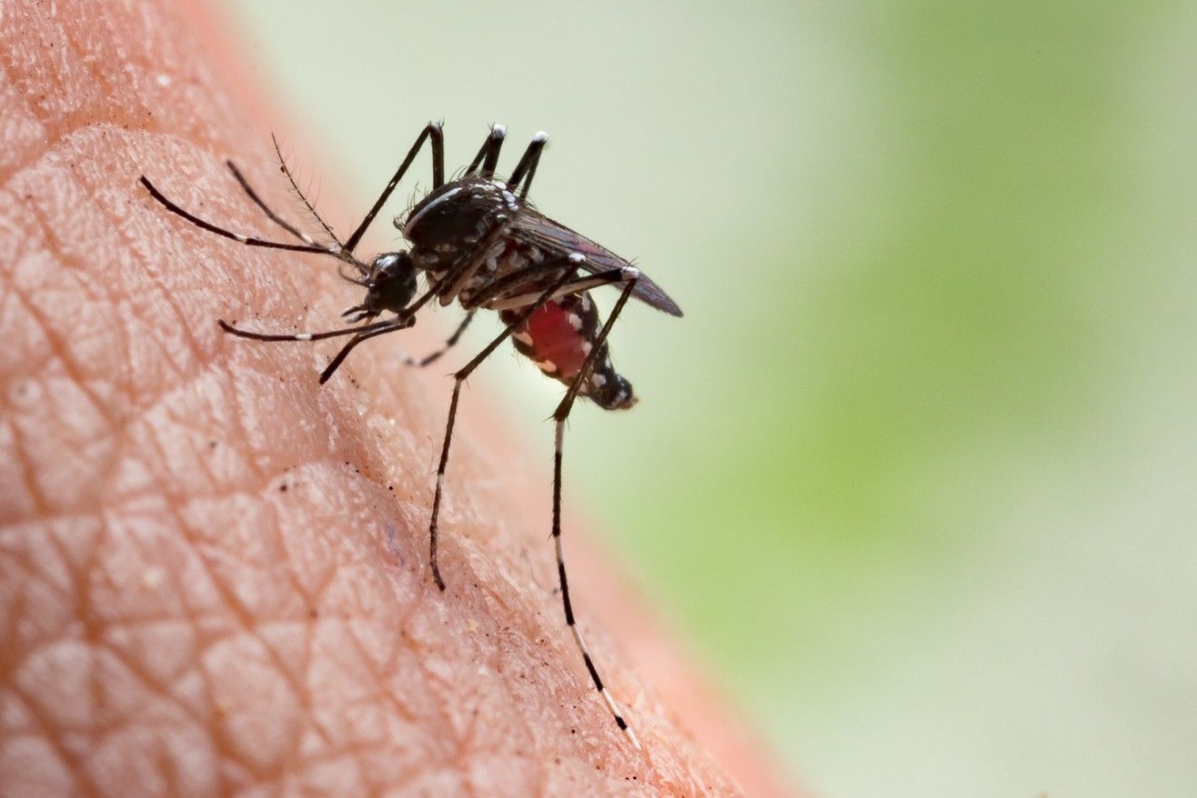 Dengue, chikungunya y zika: Cómo prevenir las enfermedades
