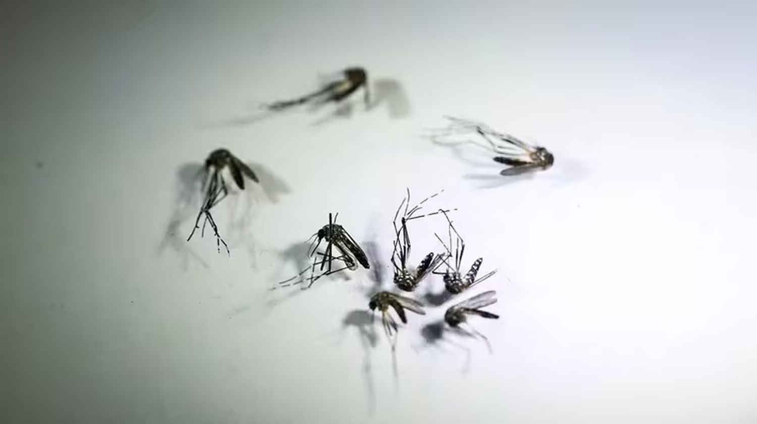 Dengue: sin brotes activos, la Provincia insiste con la prevención