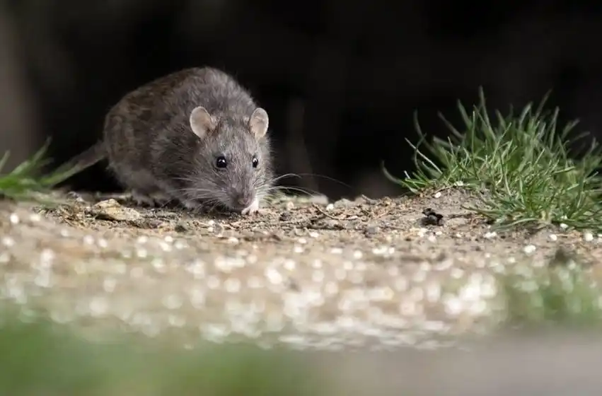 Desde el Ministerio de Salud de Santa Fe aclararon cuál es el panorama del hantavirus en la provincia