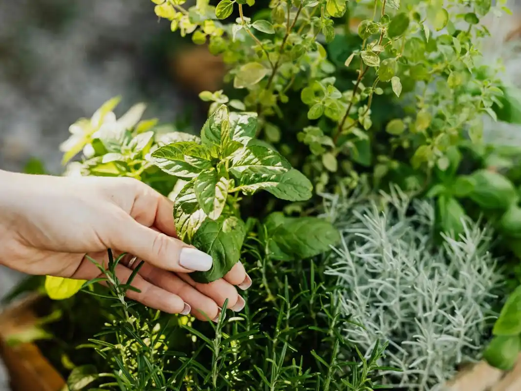 Paisajismo - Plantas aromáticas en tu jardín