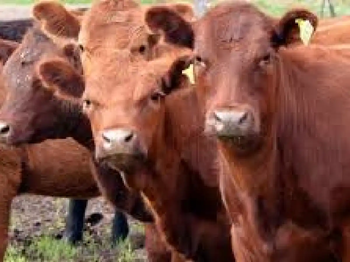 Analista ganadero dijo que sorprende la alta faena de hembras