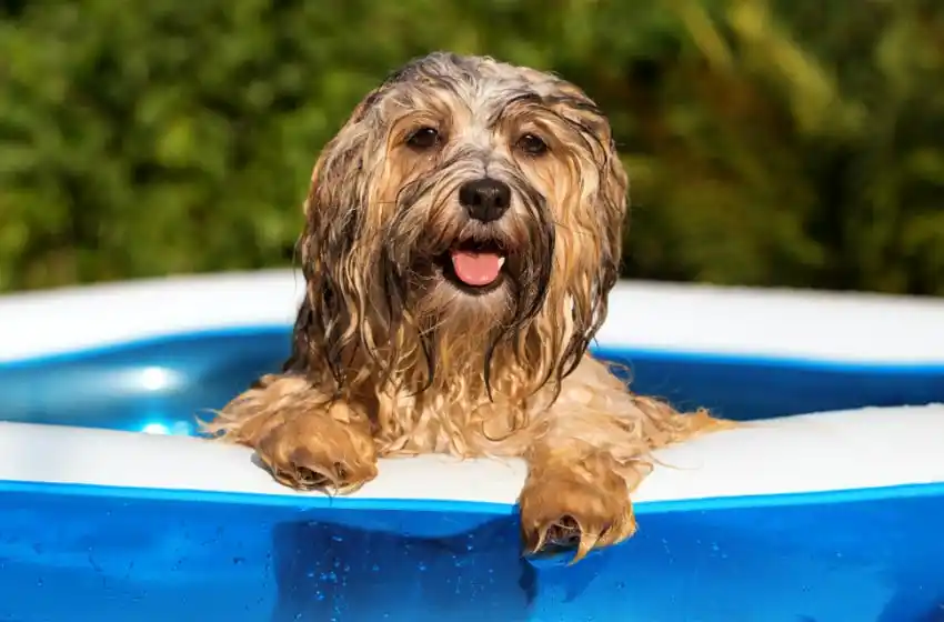 Las tres razas que más corren peligro de sufrir un golpe de calor