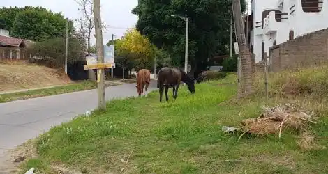 Caballos sueltos