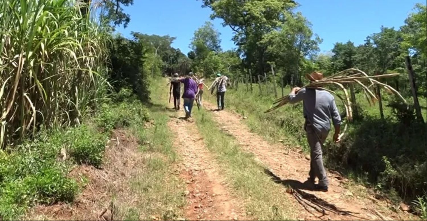 Productores se afianzan en la producción de azúcar rubia