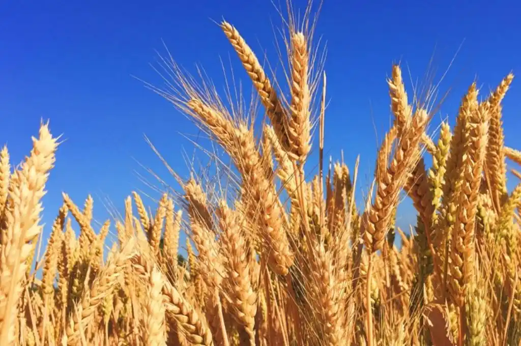 Argentina aprobó la siembra y comercialización de trigo transgénico