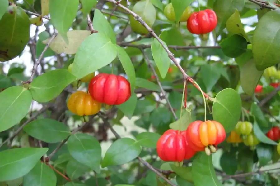Se desarrolló en Coronda el taller La Pitanga y otros frutales nativos, ¿opciones complementarias a la frutilla