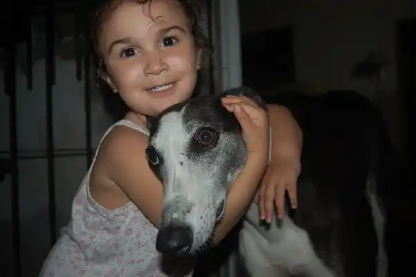 La Navidad es la oportunidad para darles un hogar a los perritos de la calle