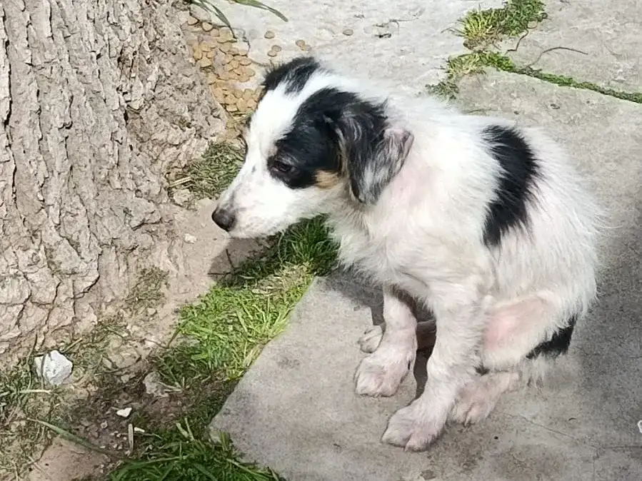 Perrito abandonado en el fonavi 2