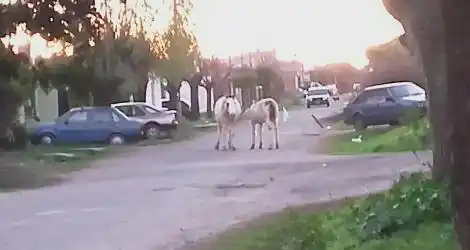 Caballos Perdidos