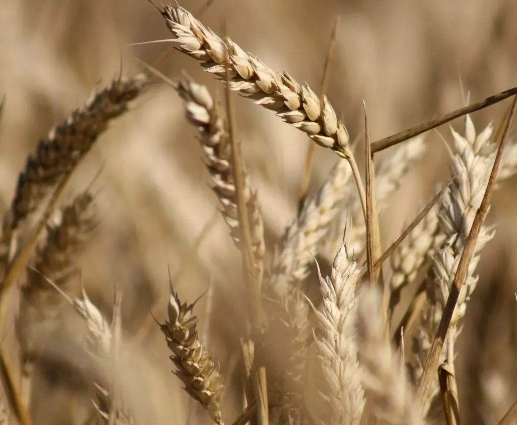 La fina aportará más producción, pero menos dólares de lo esperado