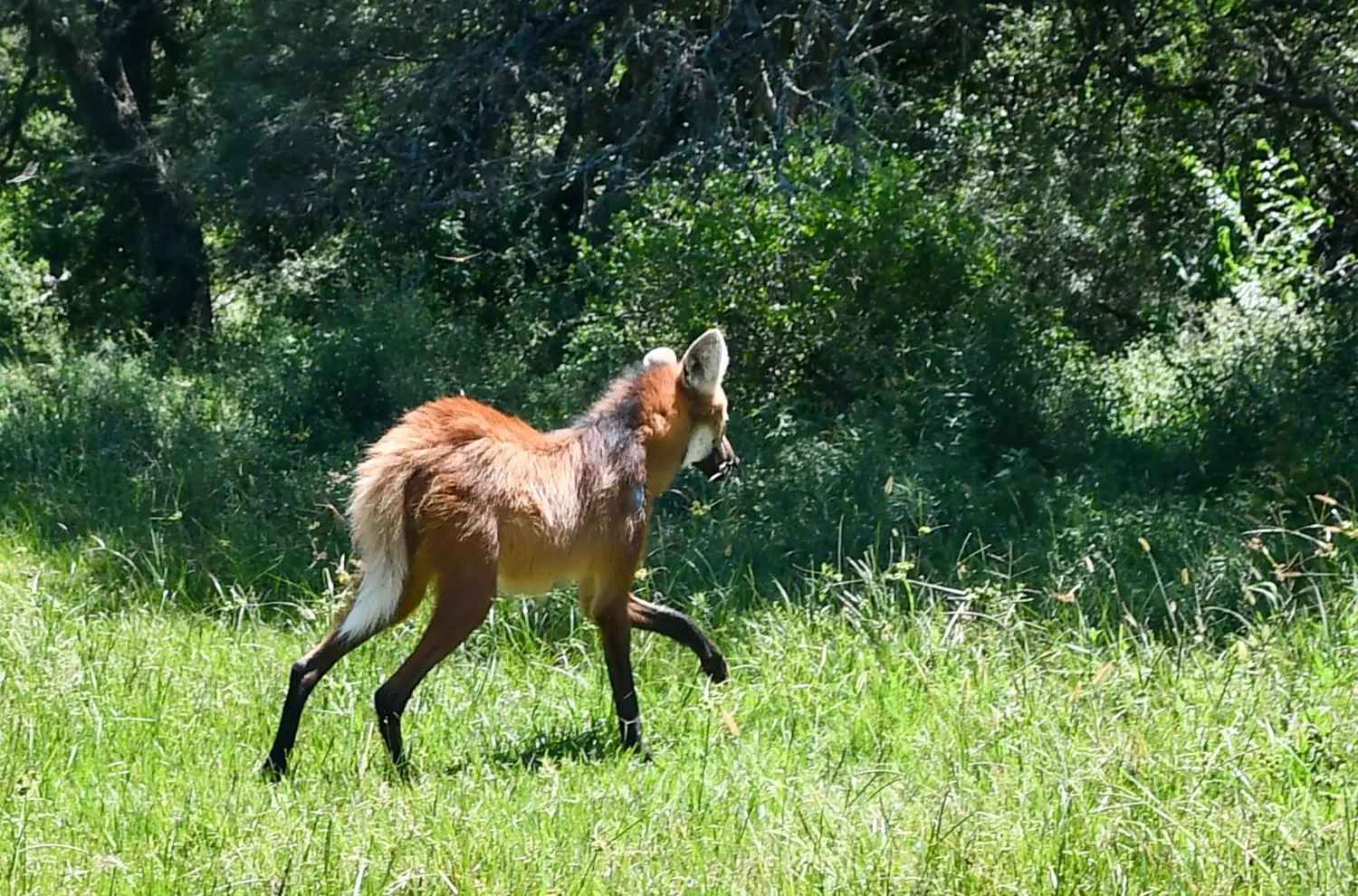 Biodiversidad: la Provincia liberó un aguará guazú recuperado en La Esmeralda