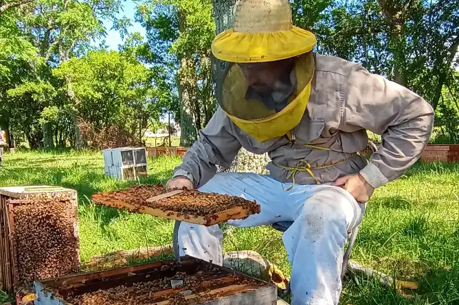 Innovación y sustentabilidad: más de 130 referentes apícolas participarán del Encuentro 2025 en Chascomús